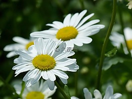黛西的,花瓣,水華
