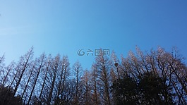 天空,木材,森林