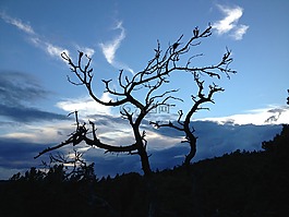 晚上,himmel,树