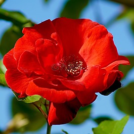 性質(zhì),鮮花,玫瑰