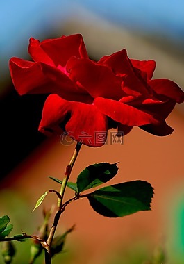 性質(zhì),鮮花,玫瑰