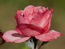 性質(zhì),鮮花,玫瑰
