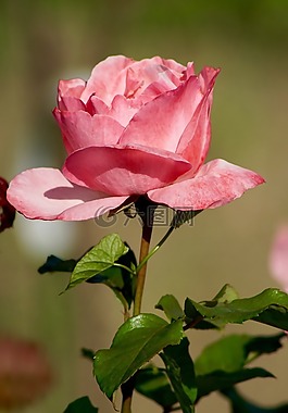 性質(zhì),鮮花,玫瑰