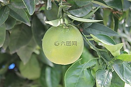 橙色,水果,花園