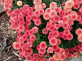 植物區(qū)系,花,自然