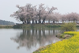 南中國海,櫻桃花,草原