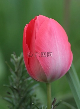 郁金香,紅色,綠色