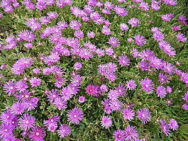 花,粉红色的花朵,花坛fleuri