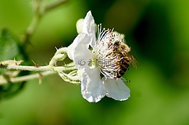 性質(zhì),撒,開花