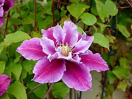 花卉,粉紅色,綻放