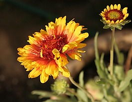 向日葵,葵花,紅色