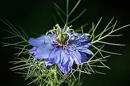 性質(zhì),花,開花