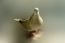 鴿子,鳥,姿勢(shì)