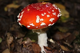 飛木耳,gitig,毒菌