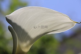 馬蹄蓮,花,白