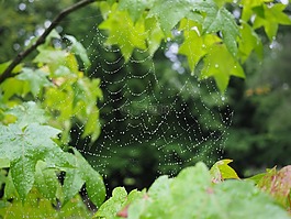 蜘蛛網(wǎng),雨滴,網(wǎng)絡(luò)