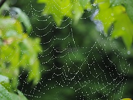 蜘蛛網(wǎng),雨滴,網(wǎng)絡(luò)