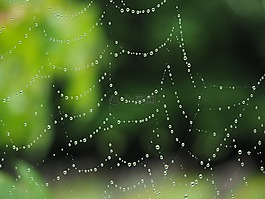蜘蛛網(wǎng),雨滴,網(wǎng)絡(luò)