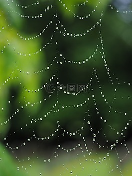 蜘蛛網(wǎng),雨滴,網(wǎng)絡(luò)