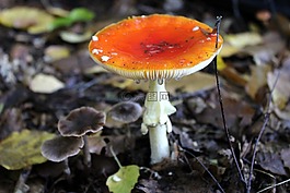 森林蘑菇,蘑菇,有毒