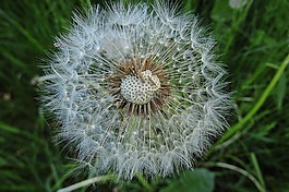 花卉,性質,草甸