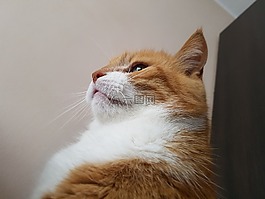 猫,鲁迪,柔和的