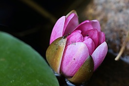 睡蓮,開花,粉紅色