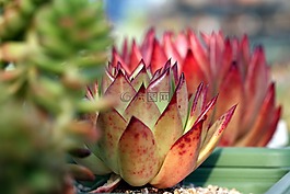 一種肉質(zhì)植物,肉質(zhì) 在這,仙人掌