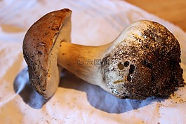 臨時選舉委員會,食用,森林蘑菇