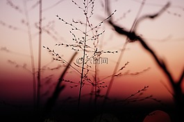 日落,植物,自然