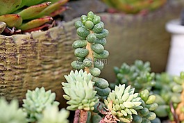 一種肉質(zhì)植物,肉質(zhì) 在這,仙人掌