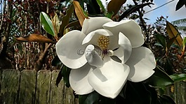 玉蘭,樹,花