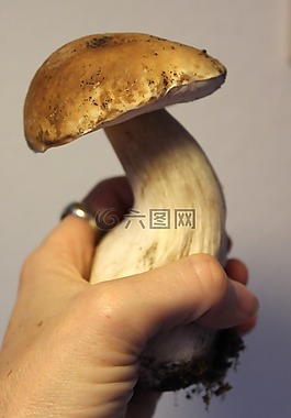 臨時選舉委員會,森林蘑菇,食用