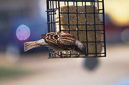 野生鳥類,麻雀,野生動(dòng)物