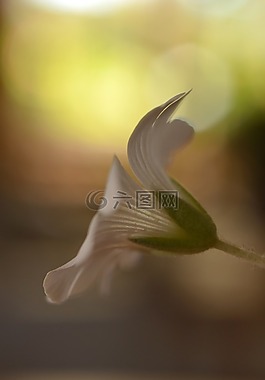 花卉,白,夏天