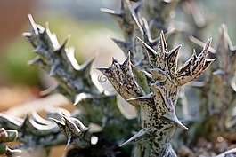 一種肉質(zhì)植物,肉質(zhì) 在這,仙人掌