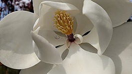 玉蘭,樹(shù),花