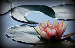 睡蓮,花園,水