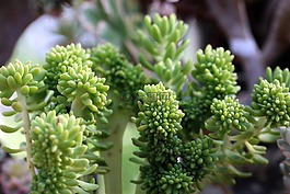 一種肉質(zhì)植物,肉質(zhì) 在這,仙人掌