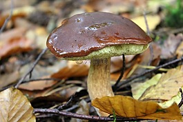 板栗,森林蘑菇,蘑菇