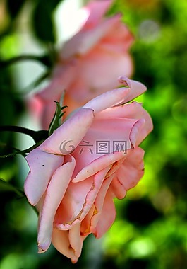 玫瑰,花,粉紅色