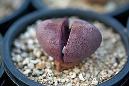 一種肉質(zhì)植物,肉質(zhì) 在這,仙人掌
