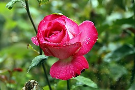 羅莎,花,性質(zhì)