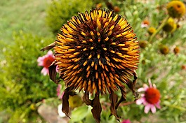 花卉,性質(zhì),植物