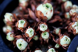 一種肉質(zhì)植物,肉質(zhì) 在這,仙人掌