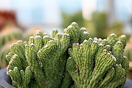 一種肉質(zhì)植物,肉質(zhì) 在這,仙人掌