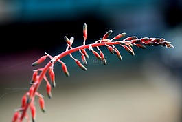 一種肉質(zhì)植物,肉質(zhì) 在這,仙人掌