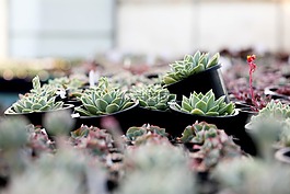 一種肉質(zhì)植物,肉質(zhì) 在這,仙人掌