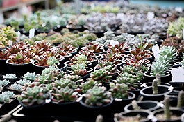 一種肉質(zhì)植物,肉質(zhì) 在這,仙人掌