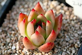 一種肉質(zhì)植物,肉質(zhì) 在這,仙人掌